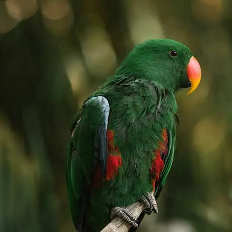 TOGO